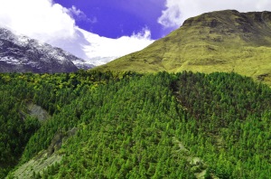 Anthropogenic treeline in Manang, Nepal, showing an abrupt transition to alpine grazing lands (Schickhoff, 24 September 2013).